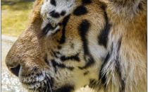 zoo_praha_10